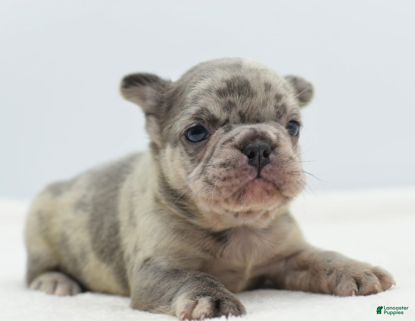 Mixed Breed dogs Nugget blue hybrid  - Ad 37