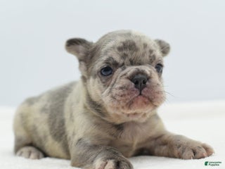 Mixed Breed dogs Nugget blue hybrid - Ad 8