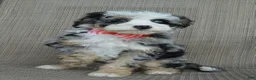 Mini Bernedoodle dogs for sale: Bella - Ad 22