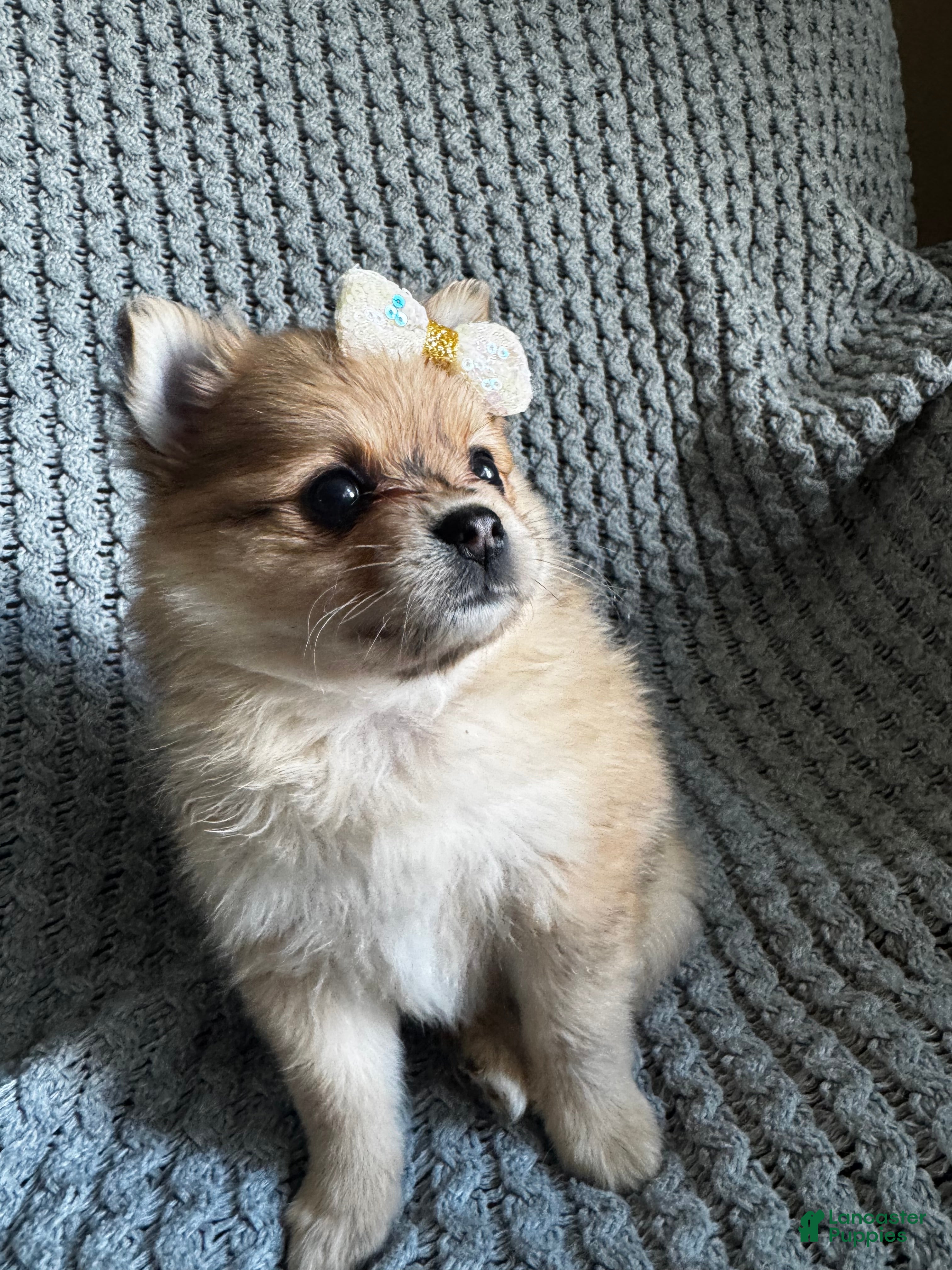Pomeranian dogs Violet  - Ad 2