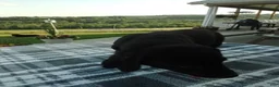 Labrador Retriever dogs for sale: Rory - Ad 3