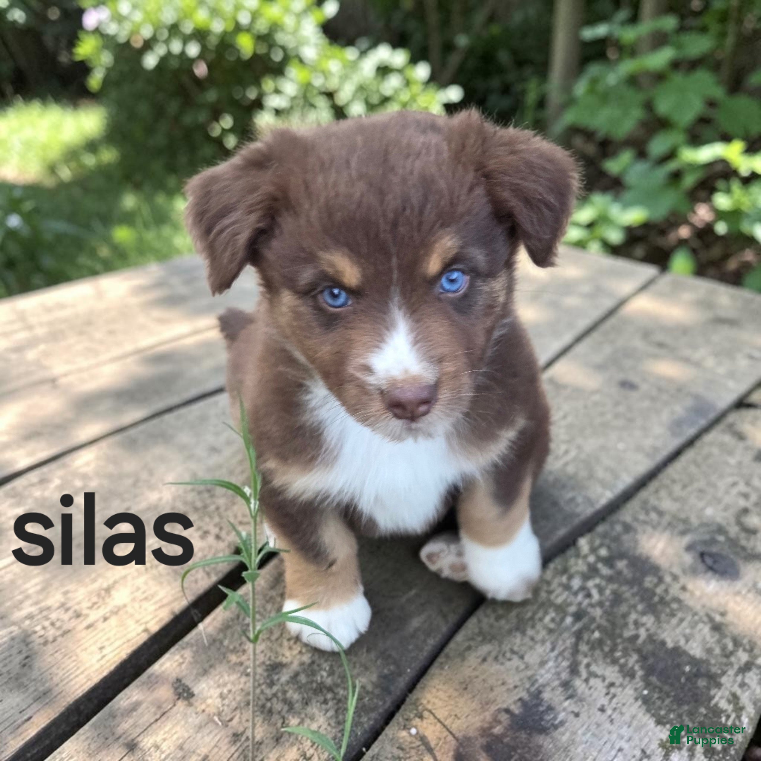 Australian Shepherd dogs Silas - Ad 1