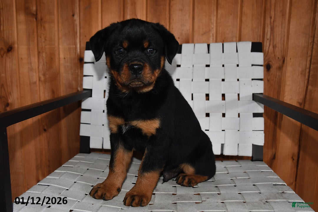 Rottweiler dogs for sale: Bubba - Ad 4