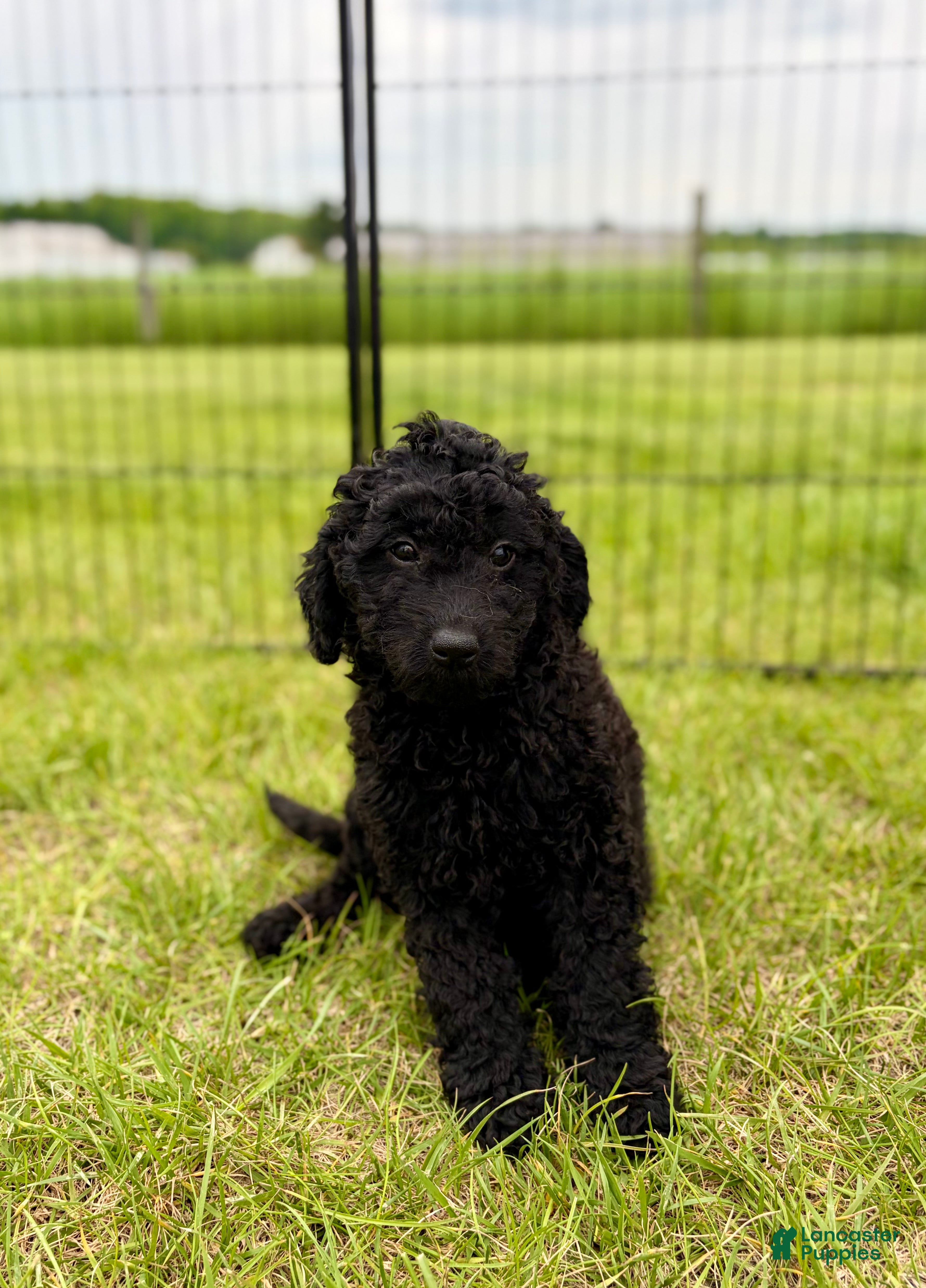 Mini Goldendoodle dogs Hazel - Ad 1