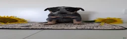 Australian Cattle Dog dogs for sale: Buck  - Ad 4