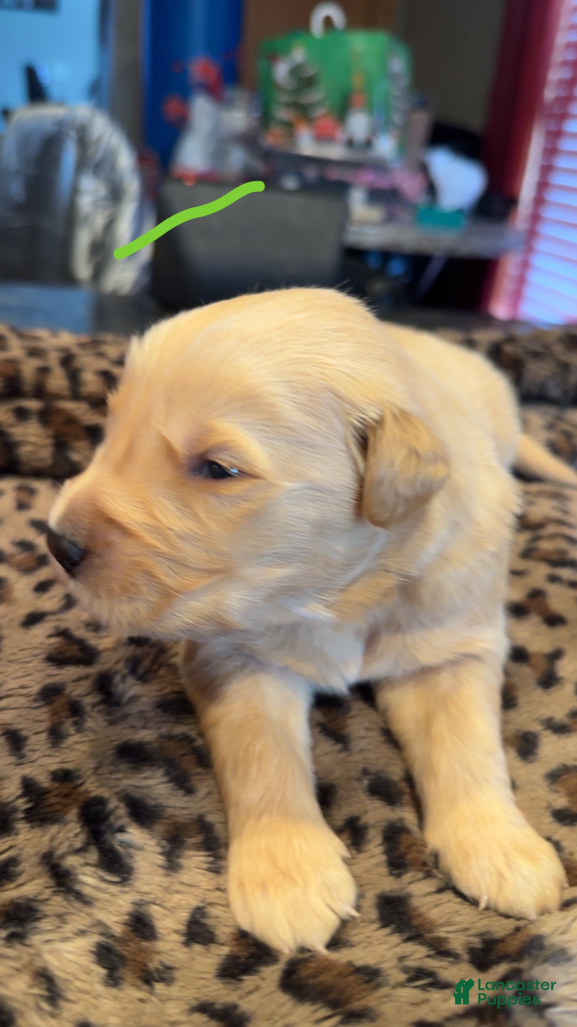 Golden Retriever dogs Green - Ad 15