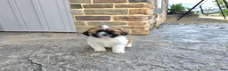 Shih Tzu dogs for sale: Andy - Ad 8