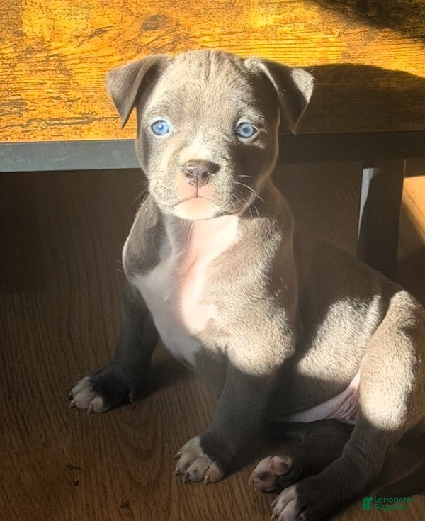 American Bully dogs "AALIYAH" - Ad 4