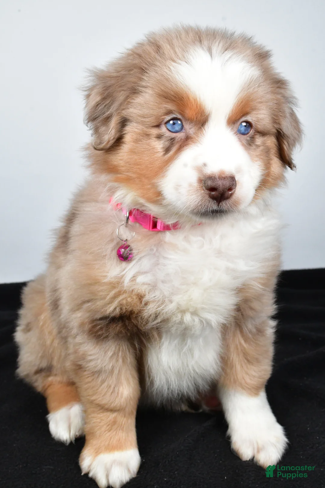 Miniature Australian Shepherd dogs for sale: River - Ad 5