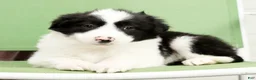 Border Collie dogs for sale: Duke - Ad 8