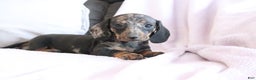 Miniature Dachshund dogs for sale: Steph - Ad 3