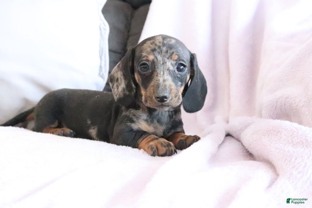Miniature Dachshund dogs for sale: Steph - Ad 3