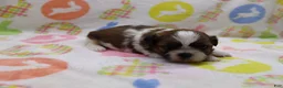 Shih Tzu dogs for sale: Jaden - Ad 3