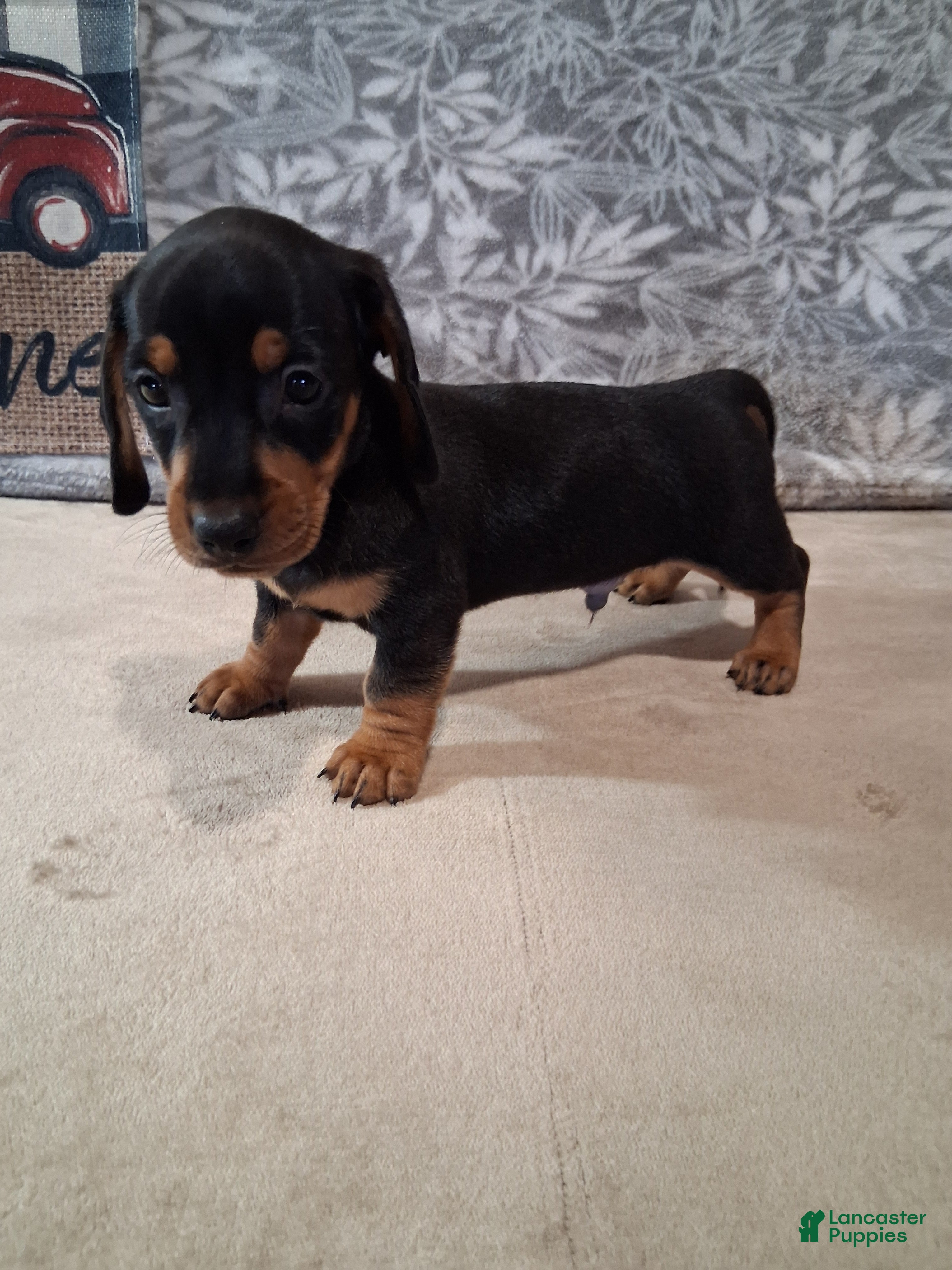 Miniature Dachshund dogs for sale: Coco - Ad 4