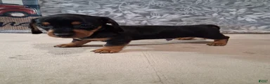 Coco