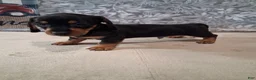 Miniature Dachshund dogs for sale: Coco - Ad 1