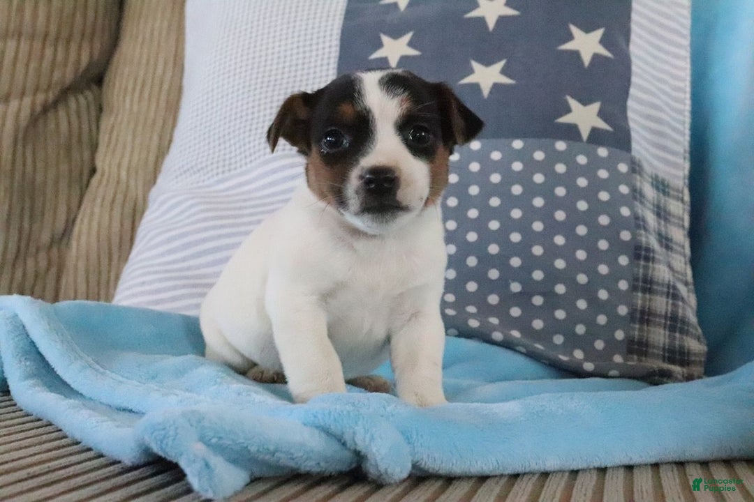 Jack Russell Terrier dogs for sale: Sabrina  - Ad 3