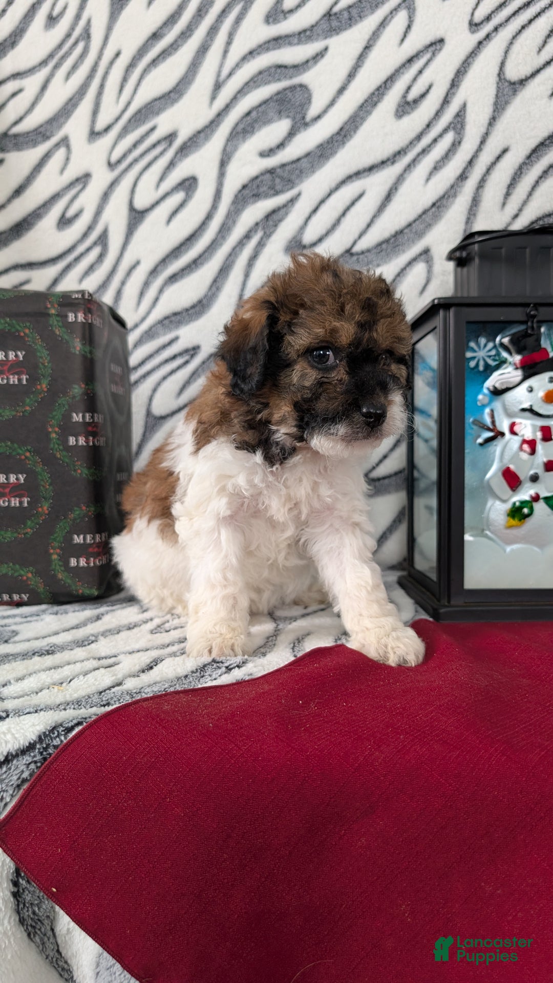 Mixed Breed dogs for sale: Abby - Ad 4