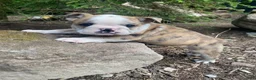 Mixed Breed dogs for sale: Billy - Ad 11