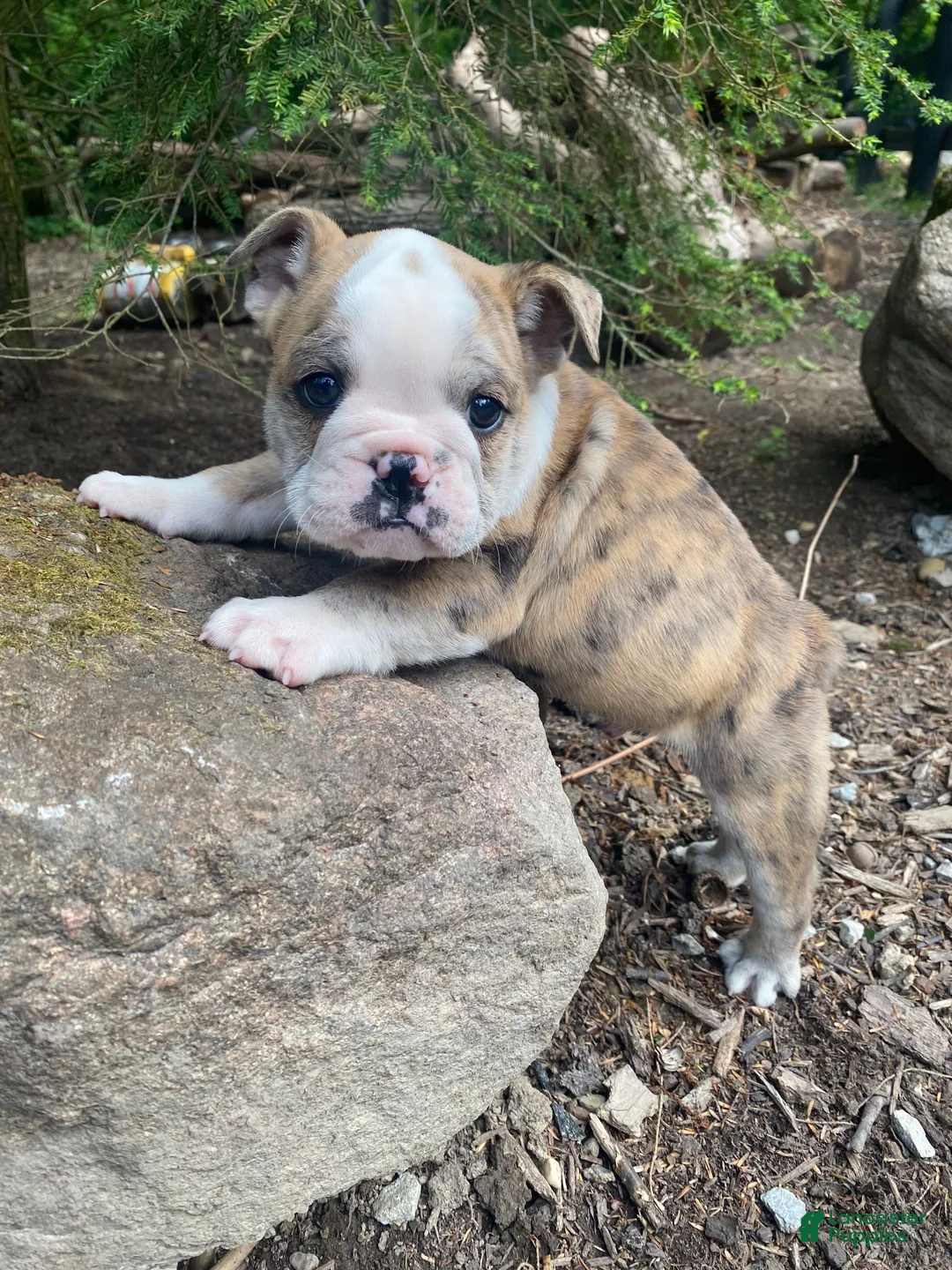 Mixed Breed dogs for sale: Billy - Ad 11