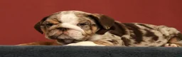English Bulldog dogs for sale: Dozer - Ad 5
