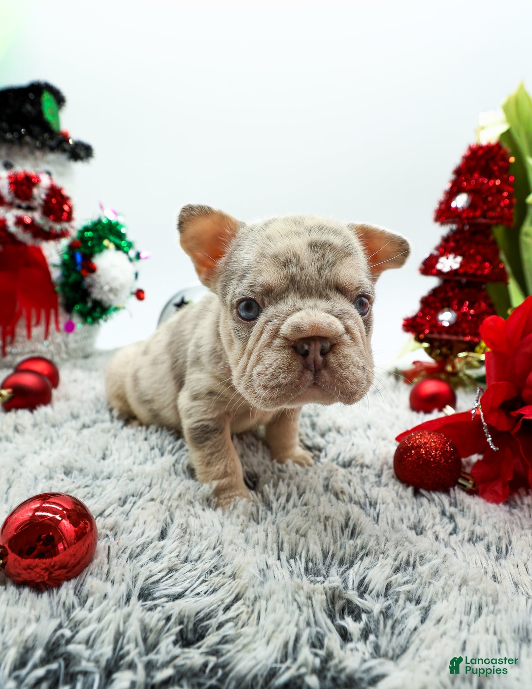 French Bulldog dogs for sale: Canon - Ad 4