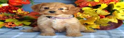 Cavapoo dogs for sale: Harper - Ad 1