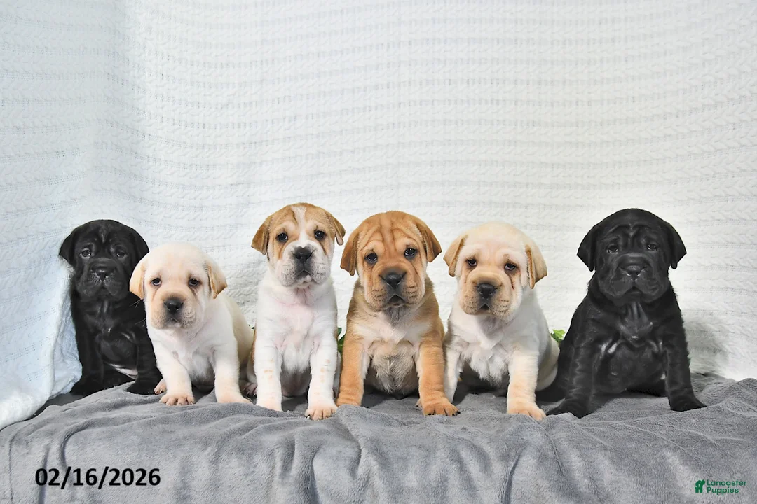 Mini Hippo dogs for sale: Lyla - Ad 3