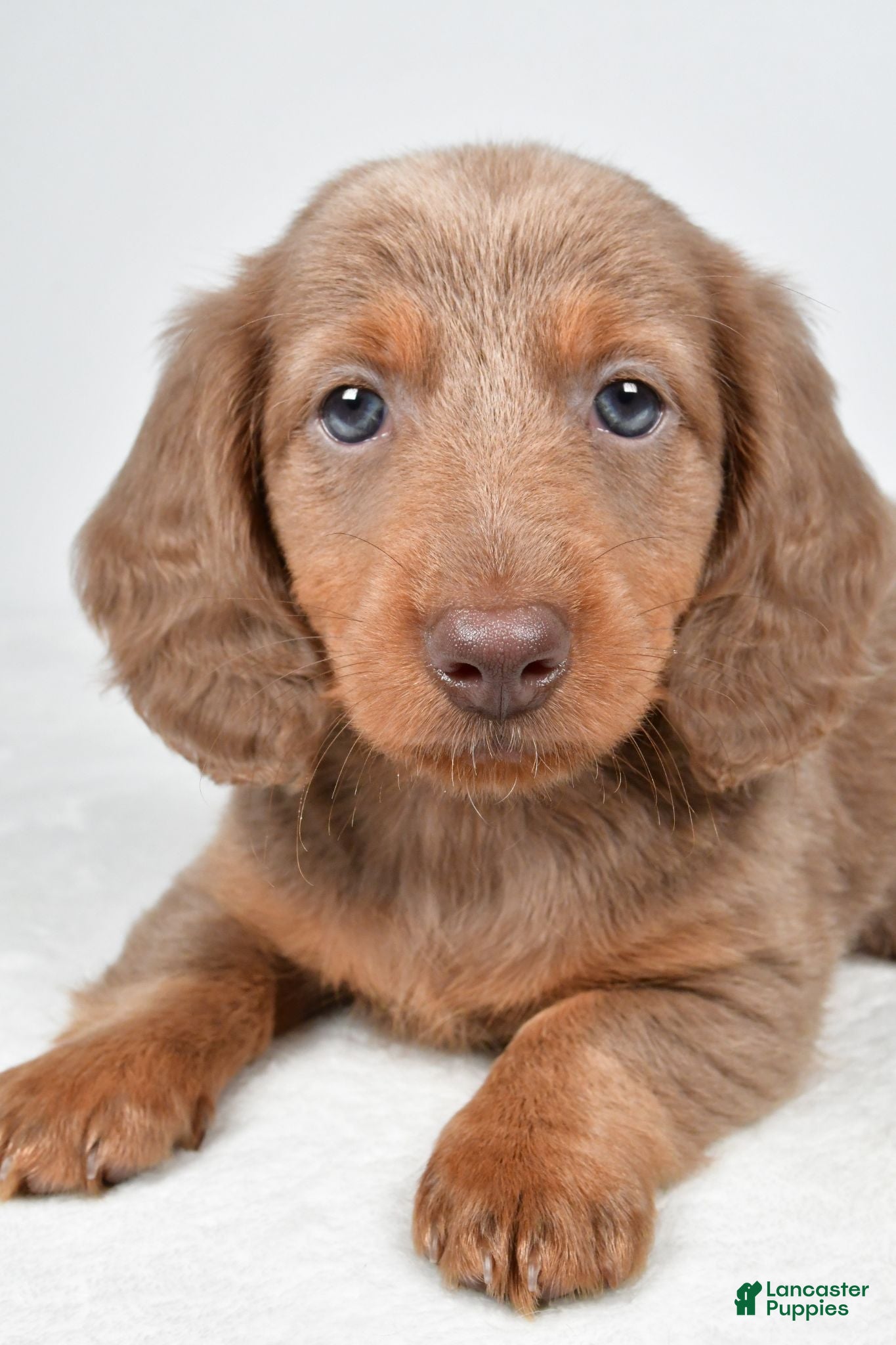 Miniature Dachshund dogs Gracie - Ad 2