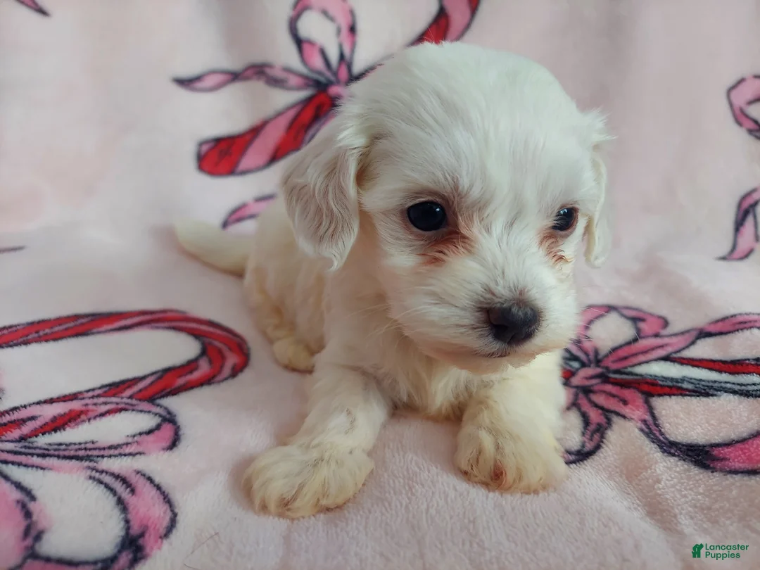 Maltipoo dogs for sale: Osiris---Maltipoo, in home raised, non-shedding - Ad 2