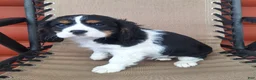 Cavalier King Charles Spaniel dogs for sale: Benji - Ad 4
