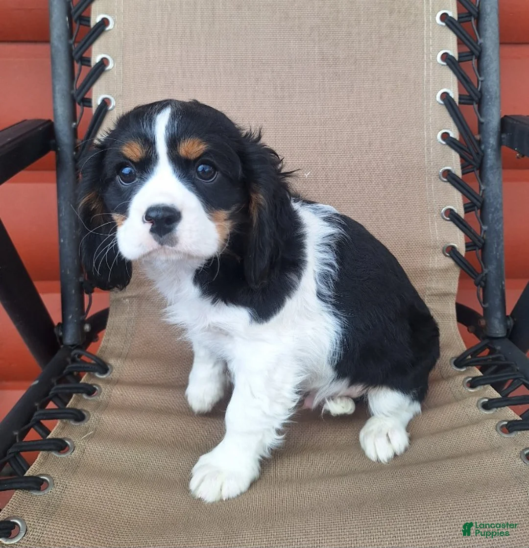 Cavalier King Charles Spaniel dogs for sale: Benji - Ad 4