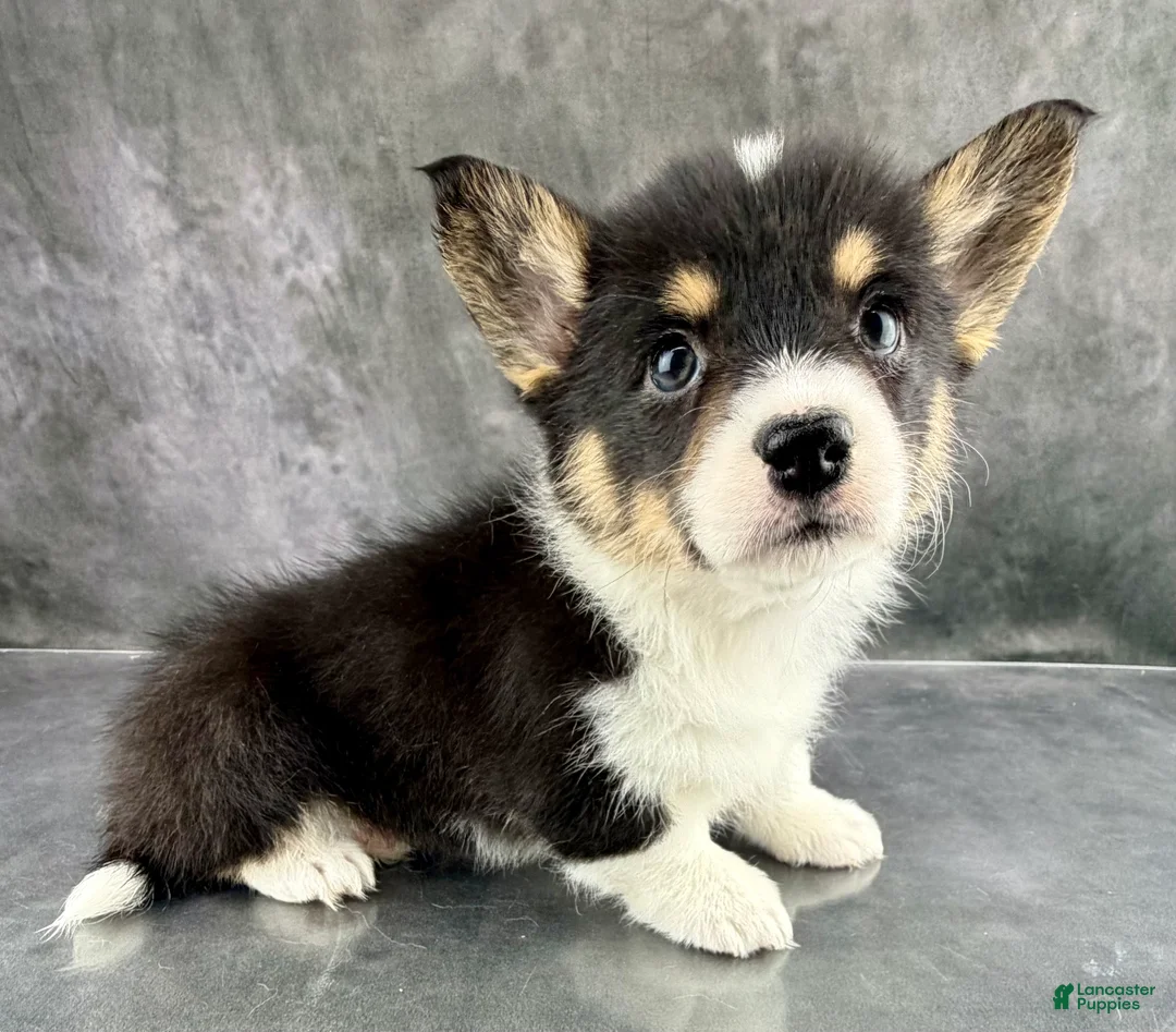 Welsh Corgi Pembroke dogs for sale: Molly Tailed Baby ❤️ - Ad 3