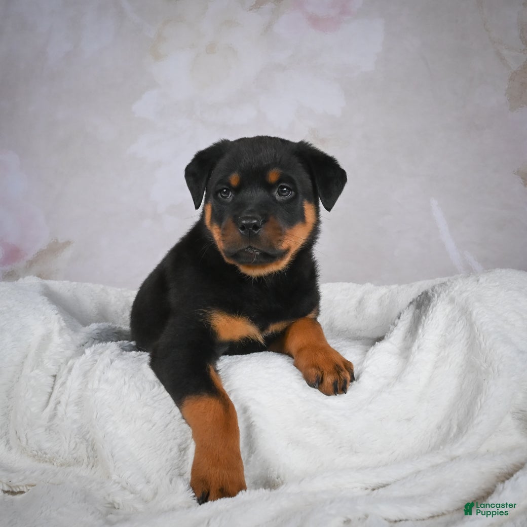 Rottweiler dogs Turbo - Ad 2