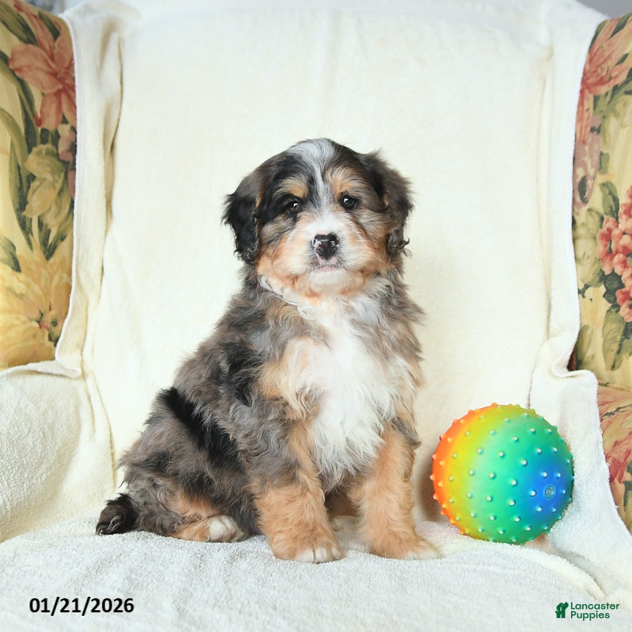 Mini Bernedoodle dogs River - Ad 10