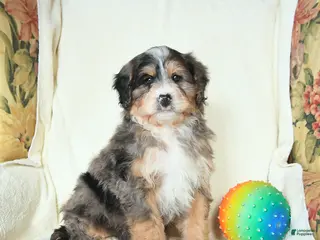 Mini Bernedoodle dogs River - Ad 33