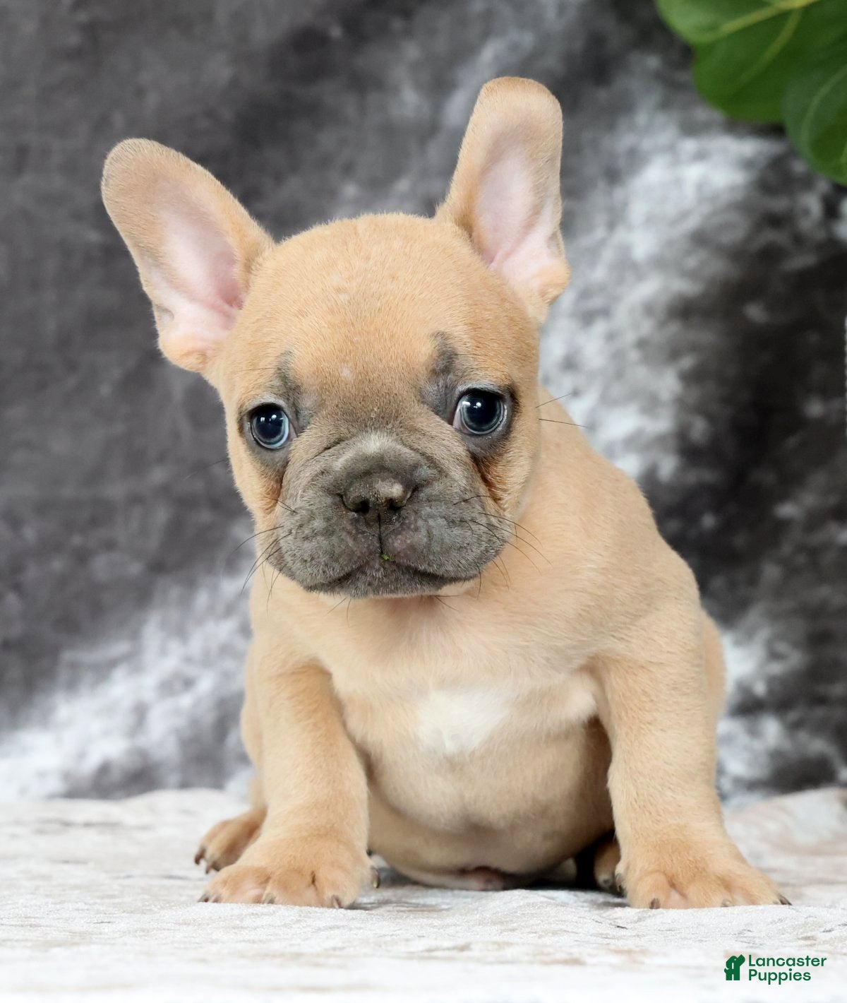 French Bulldog dogs Buzz - Ad 2