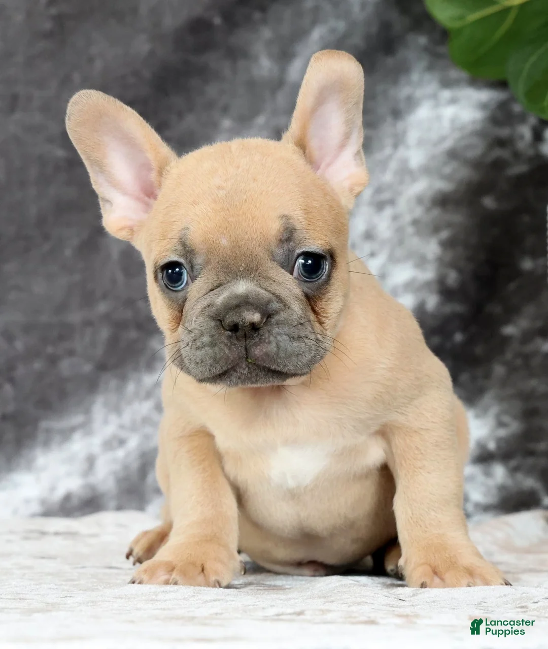French Bulldog dogs for sale: Buzz - Ad 2