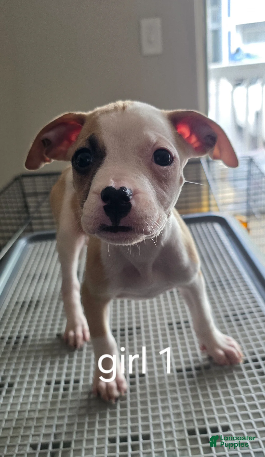 Mixed Breed dogs for sale: Angel - Ad 1