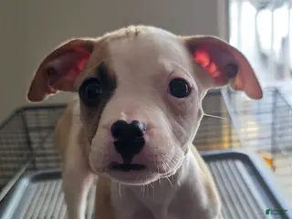 Mixed Breed dogs for sale: Angel - Ad 4