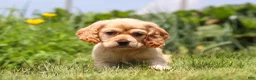 Cocker Spaniel dogs for sale: Pearl - Ad 8
