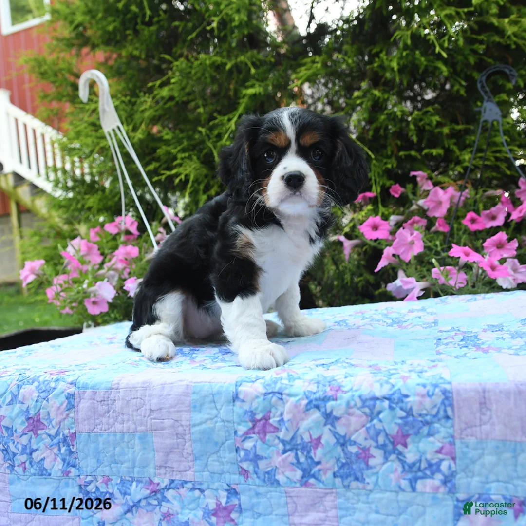 Cavalier King Charles Spaniel dogs for sale: Selene - Ad 2