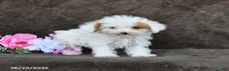 Toy Poodle dogs for sale: Sugar - Ad 4