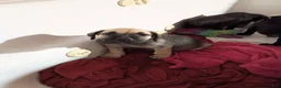 Cane Corso dogs for sale: Cane Corso Puppy 1 - Ad 3