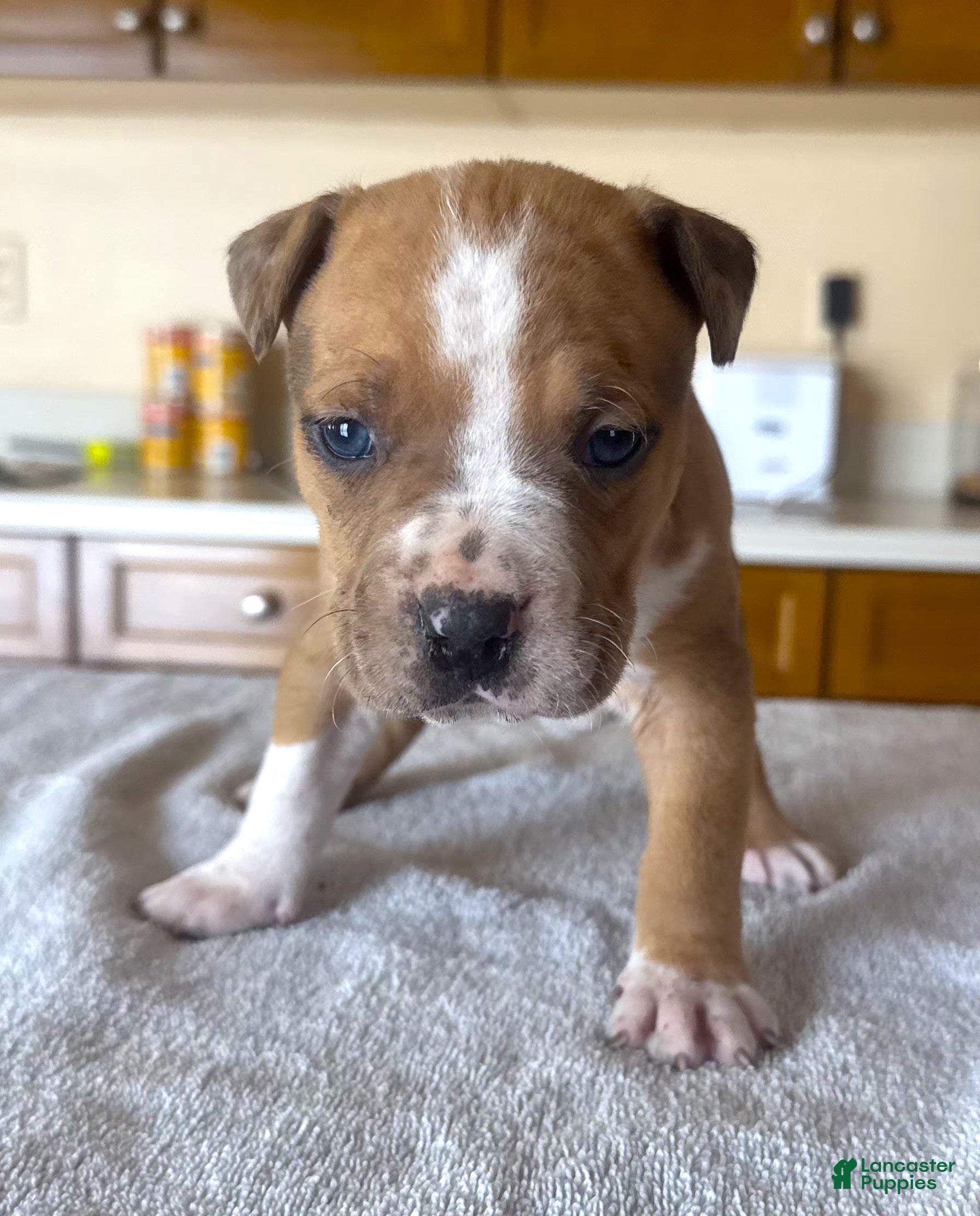 American Bully dogs "JAY Z" - Ad 12