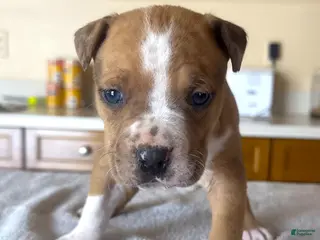 American Bully dogs "JAY Z" - Ad 12