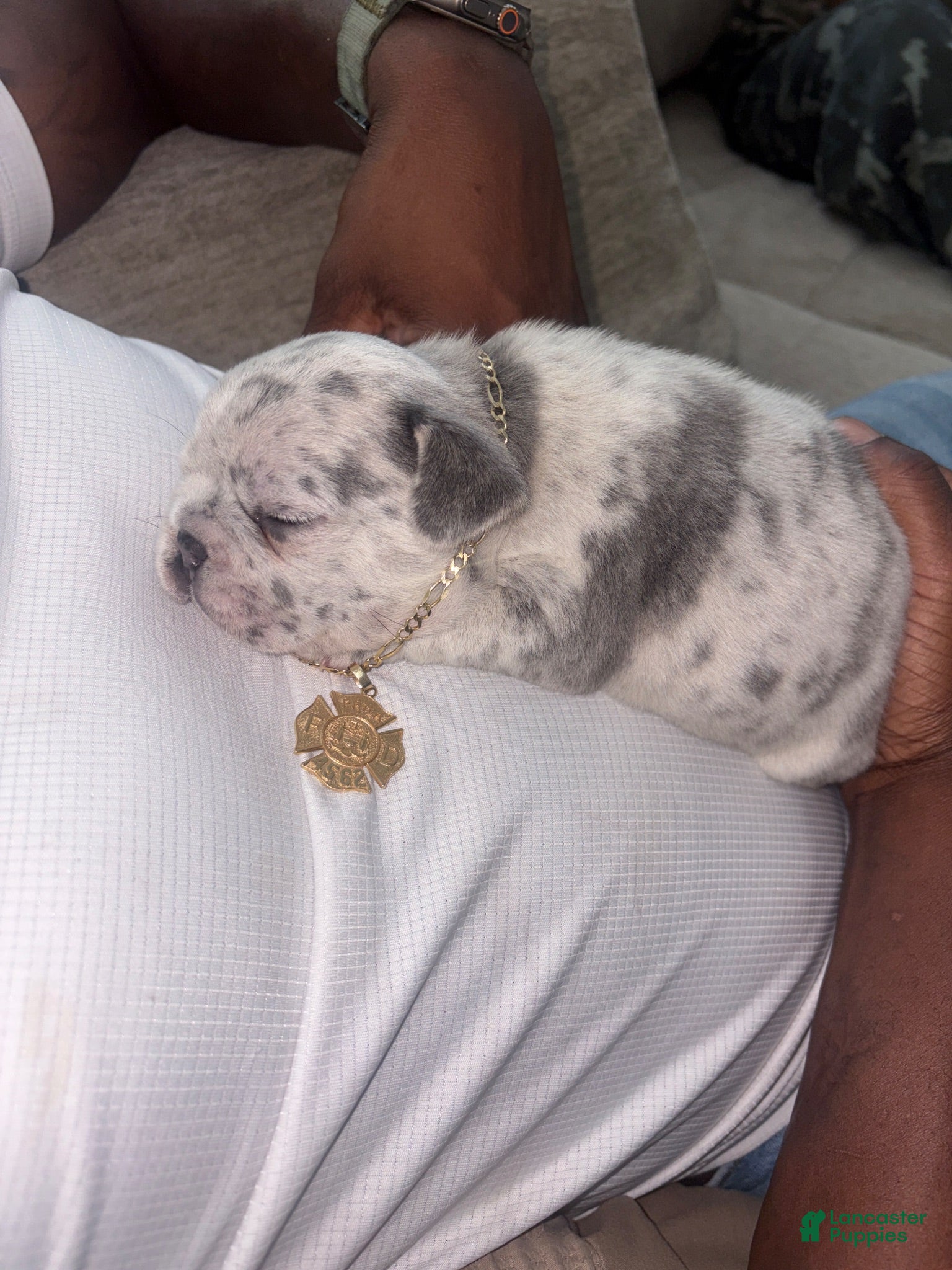 French Bulldog dogs J 5 - Ad 1