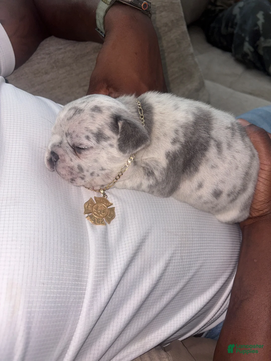 French Bulldog dogs for sale: J 5 - Ad 1