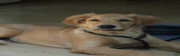 Golden Retriever dogs for sale: Golden Retriever 1 - Ad 4