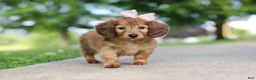 Miniature Dachshund dogs for sale: Pocahontas - Ad 7